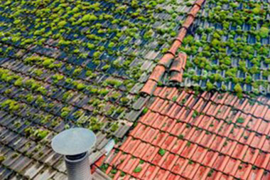 Bellevue Roof Moss Removal Bellevue roof moss removal professionals in WA near 98006