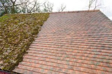 Bellevue Roof Moss Treatment Bellevue roof moss treatment contractors in WA near 98006